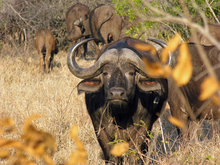 Buffalo staring at camera