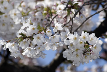 Cherry blossom at Happo Garden, Tokyo, Japan