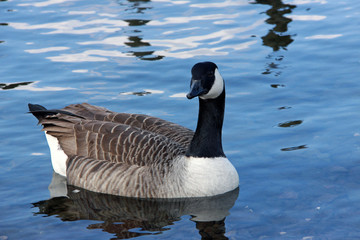Canadian Goose in water