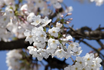 Obraz premium Cherry blossom at Happo Garden, Tokyo, Japan