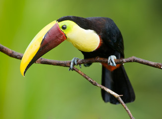 Chestnut-mandibled Toucan or Swainsons Toucan