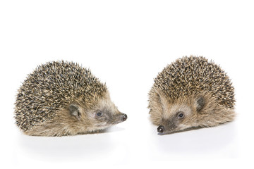 Igel (Erinaceus europaeus)