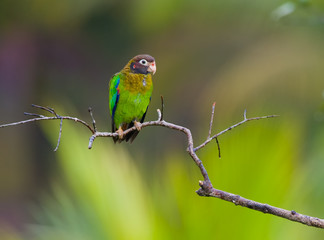 Brown-hooded Parrot in a branch.