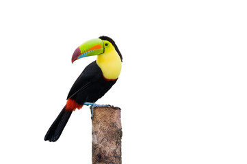 Keel Billed Toucan, from Central America. Isolated on White. © buteo