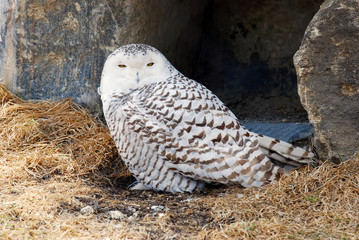closeup of snowy owl