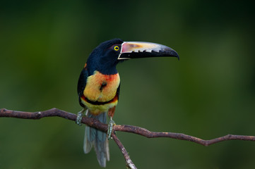 Collared Aracari, a Toucan from Central America.