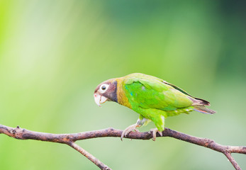 Brown-hooded Parrot in a branch.