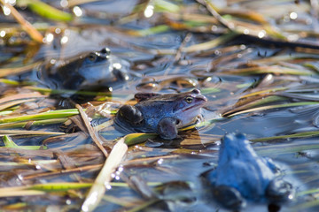 Moor frogs