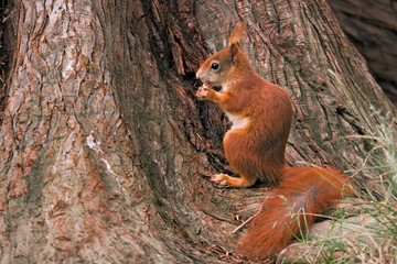 Eichhörnchen