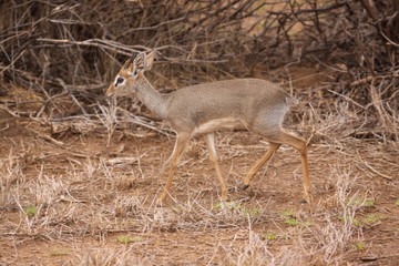 kirks dik dik