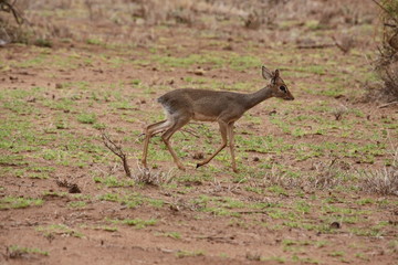 kirks dik dik