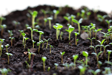 sprouts