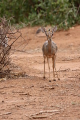 kirks dik dik