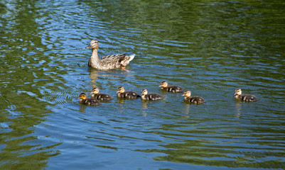 Family of ducks