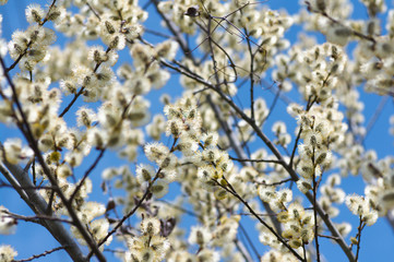 willow tree blossom in spring