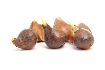 Obraz premium Tulip bulbs over white background