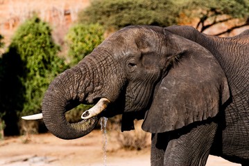 Elefant beim trinken