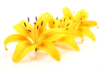 Yellow lilies