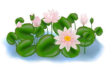 Group Lotuses with leaves