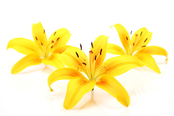 Obraz na płótnie Canvas Yellow lilies