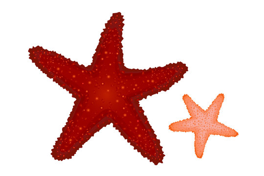 Red and Coral Starfishes