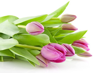 Bouquet of pink tulips in closeup over white background