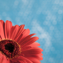 Red gerber flower against blue background