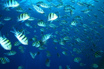 Fototapeta premium Shoal of Scissortail Sergeants