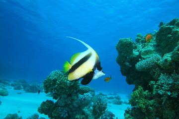 Red Sea Bannerfish