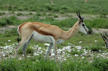 Springbock im Etoscha-Nationalpark