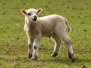 Naklejka na ściany i meble Young spring lamb enjoying the call of nature
