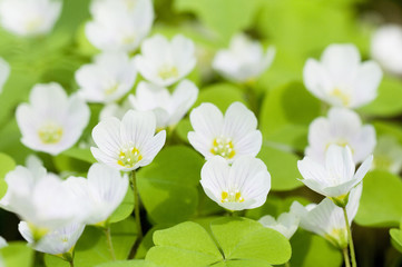 oxalis flowers