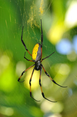 araignée
