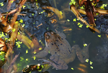 Rana temporaria - European common frog - guarding spawn