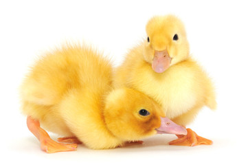 ducklings