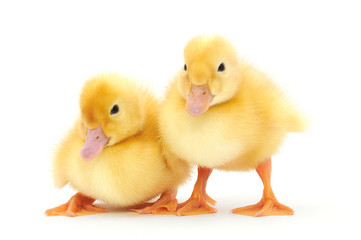 ducklings who are represented on a white background