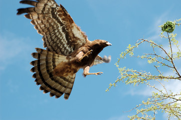 Raubadler im Etoscha-Nationalpark in Namibia