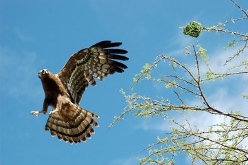 Raubadler im Etoscha-Nationalpark