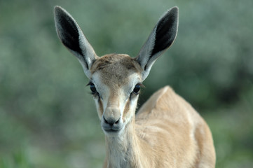 Springbock im Etoscha-Nationalpark