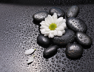 black stones and white camomile flower