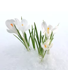 Foto auf Acrylglas Krokusse snowdrop