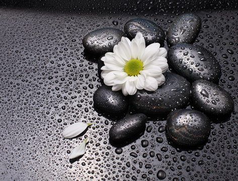 Fototapeta black stones and white camomile flower