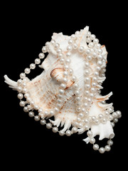 Obraz na płótnie Canvas neckchain with seashell