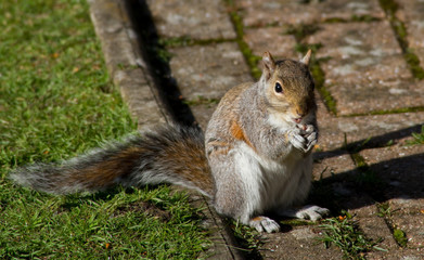 Grey Squirrel (Sciurus carolinensis)