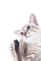Cat trying to scratch ear on white background