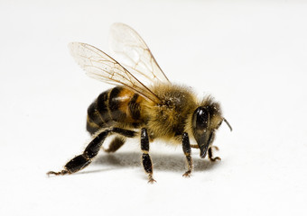 Worker honey bee (apis) with pollen