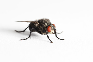 House fly (Muscidae Domestica), macro on white background