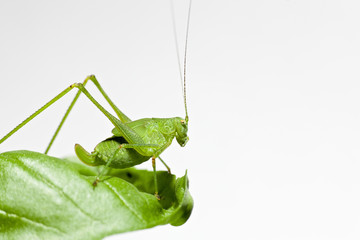 Common Green Grasshopper (Omocestus viridulus) on a leaf