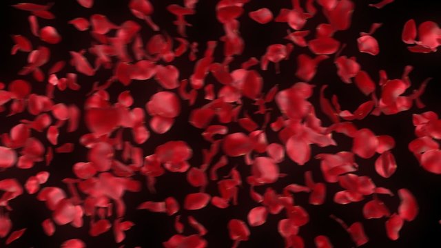 rose petals transition - alpha masked 3d animation