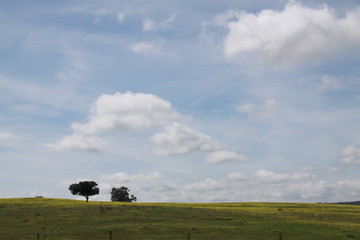 Obraz premium Árbol y nubes